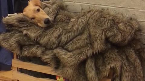 Dog dsleeps in fur