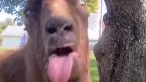 Amazing Animal Funny Video