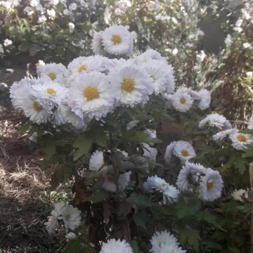 Bouquet of Chrysanthemums