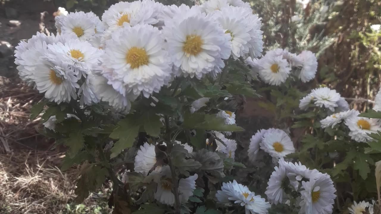 Bouquet of Chrysanthemums