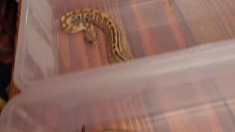 Picking his First Pet Snake