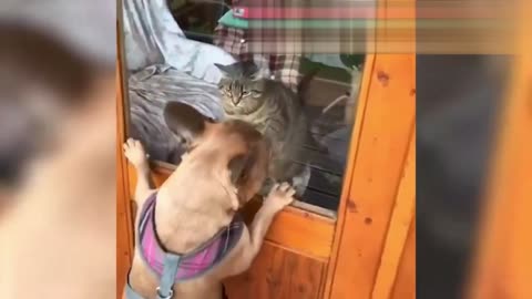 Animais brincalhões - DicasdoKaká