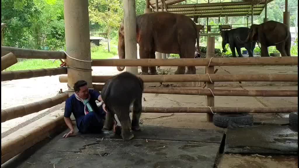 The baby elephant bullied his master