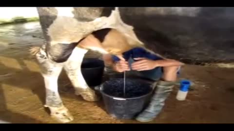 milking cows