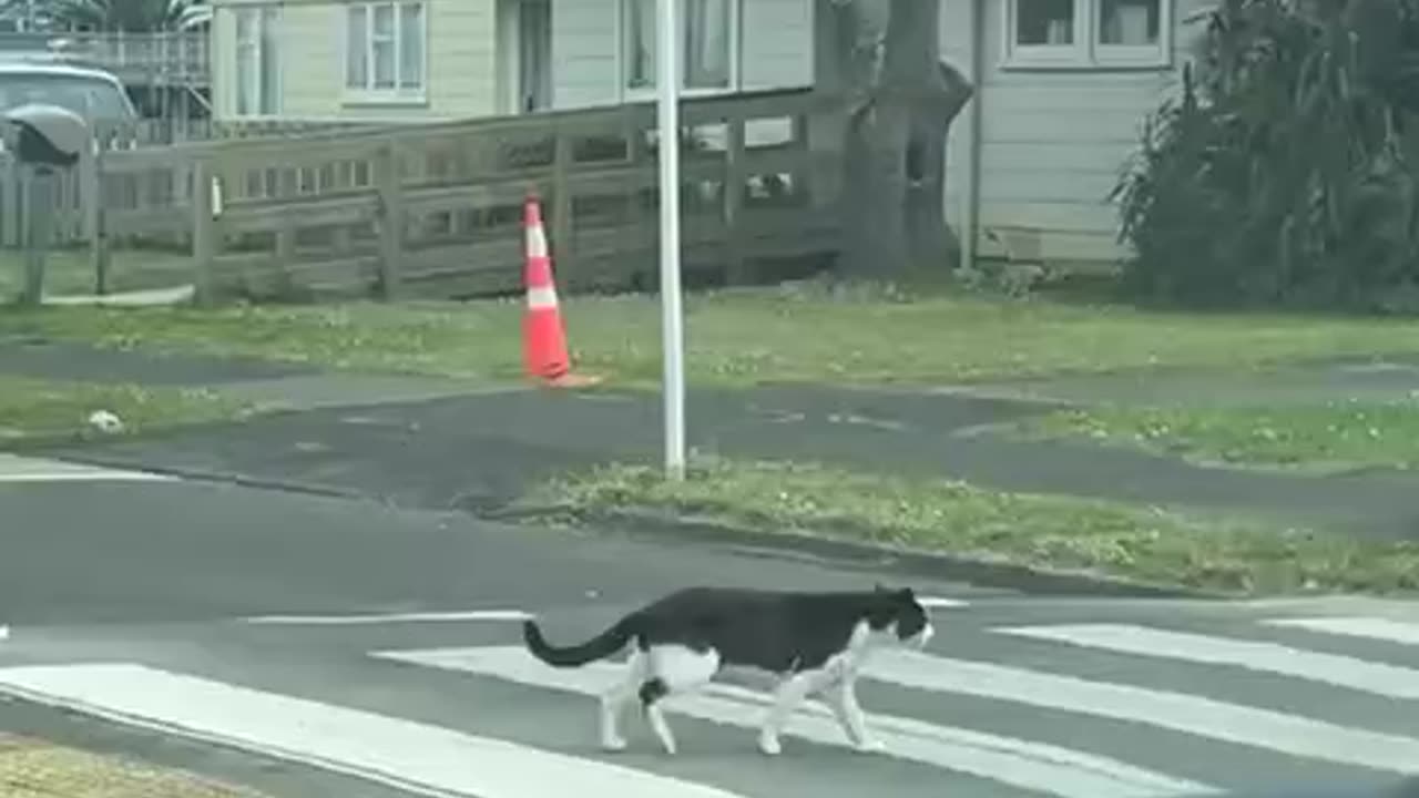 Pedestrian crossing no jaywalking 🤣