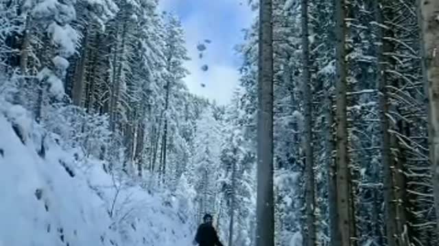 Snow falling from tree