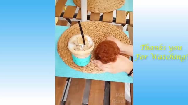 Cut pets and funny animal compilation - Animal World