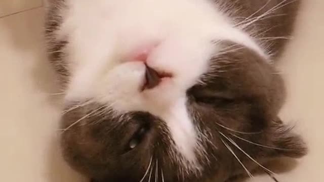 Cute kitten lying on the ground and napping with a full meal