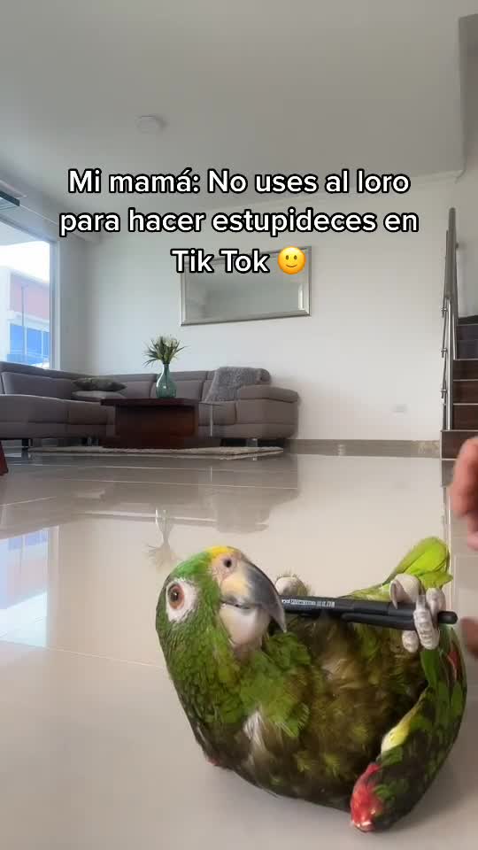 Mi mama no utilices al loro para Aser vídeo automáticamente yo