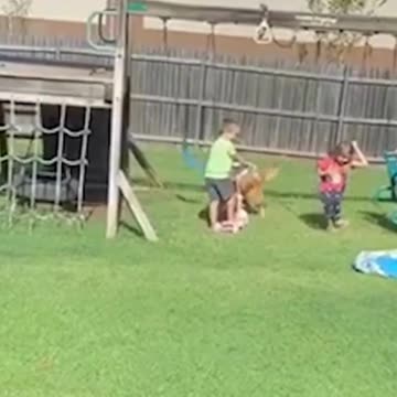 Lucy’s in the sky from zoomies 🐕🐾