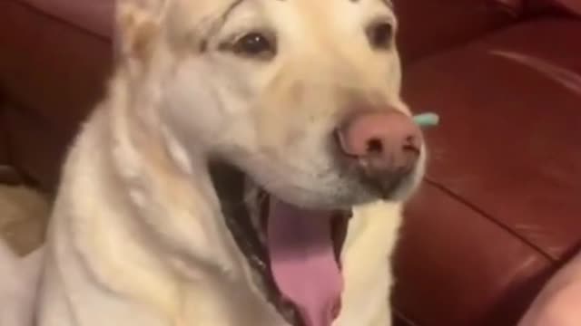 Funny dog, watch till the end