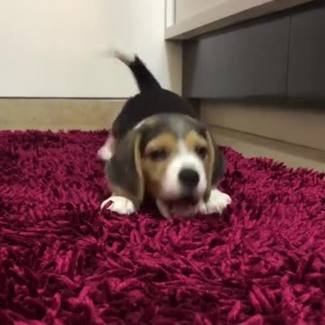 Cute baby animals Videos Compilation cutest moment of the animals - 🐶 Cutest Puppies #8