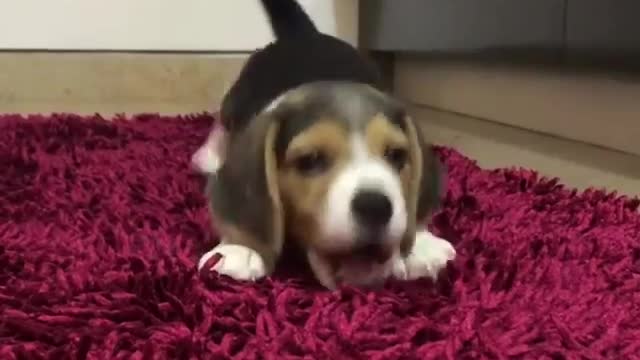 Cute baby animals Videos Compilation cutest moment of the animals - 🐶 Cutest Puppies #8