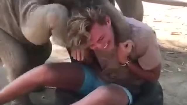 A Baby Elephant Plays With Guy While Trying to Climb on Him