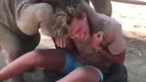 A Baby Elephant Plays With Guy While Trying to Climb on Him