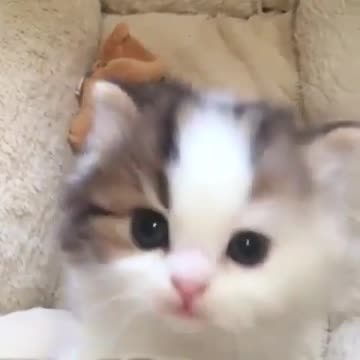 Pets, cats, dogs, and much more.