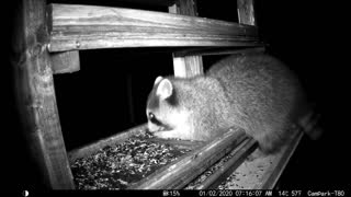 Porcupines up on the bird feeder, plus a few other guys