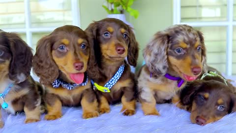 Cutest Dachshund Puppies Playing video 2022