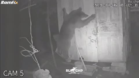Bear trying to break into chicken coop