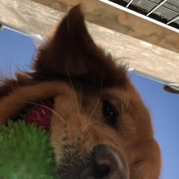 How Ants See Golden Retrievers