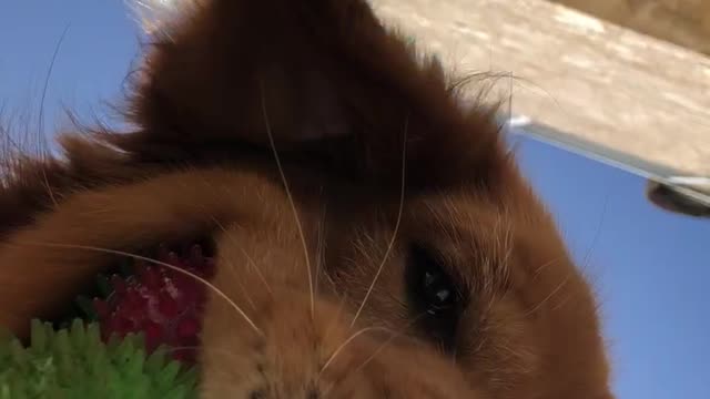 How Ants See Golden Retrievers