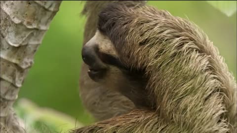 Three-toed Sloth: The Slowest Mammal On Earth | Nature on PBS