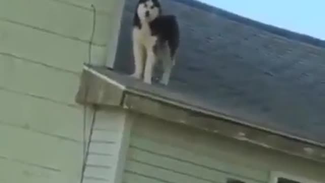 How did it get up