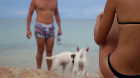 Couple Playing with Dogs at Beach on Vacation