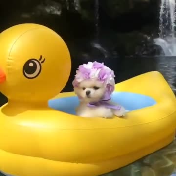 Little puppy on the back of a raft in the shape of a duck swimming at the waterfall