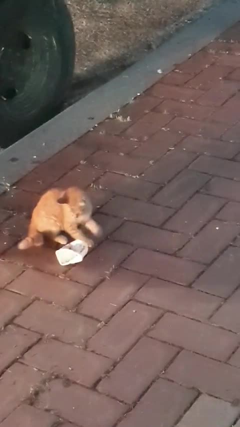 The first cat that saw a toy