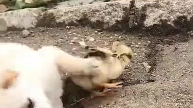 Cute baby dog playing with chicken