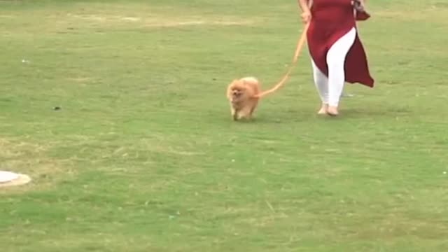 Dog training