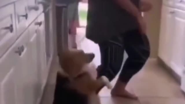 Cute moments of Animals 🤩