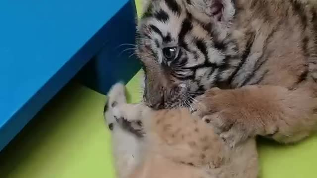 A newborn tiger cub