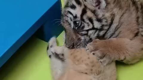 A newborn tiger cub