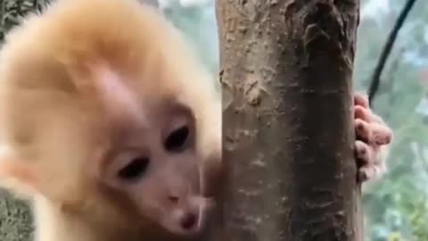 A little monkey want to meet her mother 🥺🥺🥺