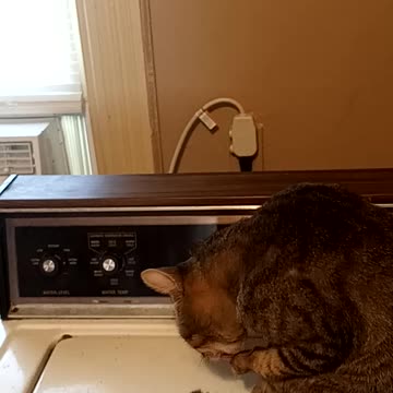 Trying To Get Him To Speak