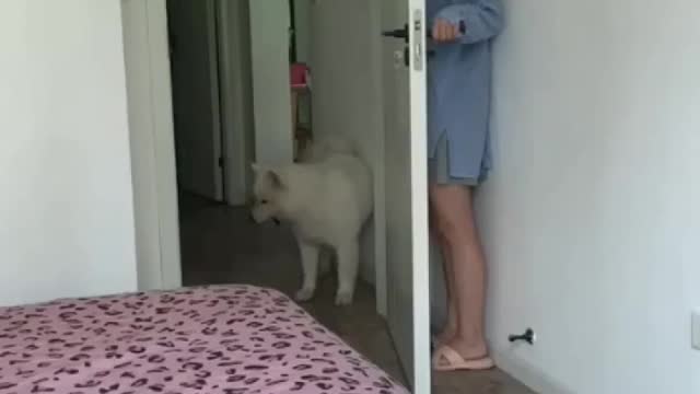 Really funny pets