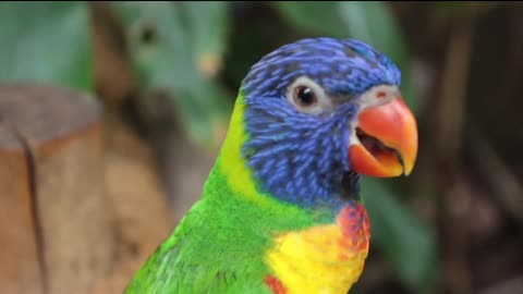 Cute parrot💞