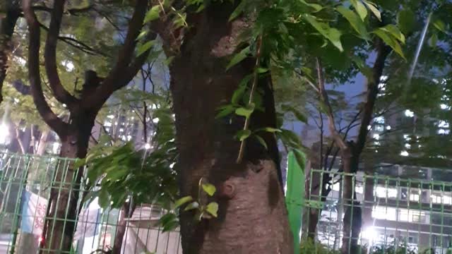 Wondering how grass is growing on the tree.