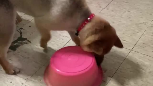 Super cute puppy Ale is eating