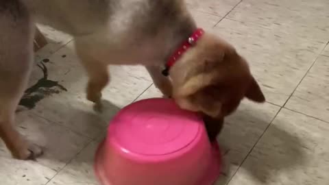 Super cute puppy Ale is eating