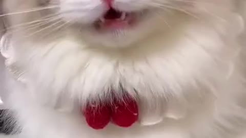 Top funny cat video