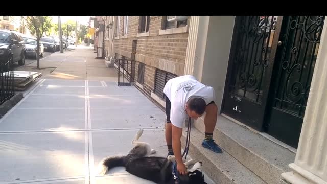 husky dog ​​spizt When being led home, the dog "stubborn" resolutely lies down on the ground to eat.