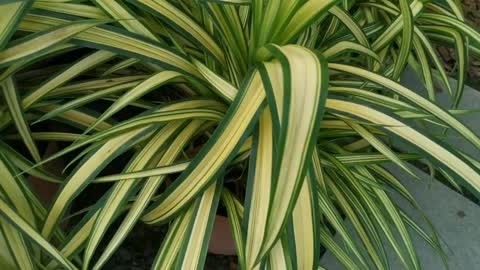 Interesting sword shape leaf plant