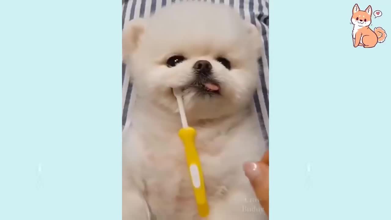 Compilation of cute dogs