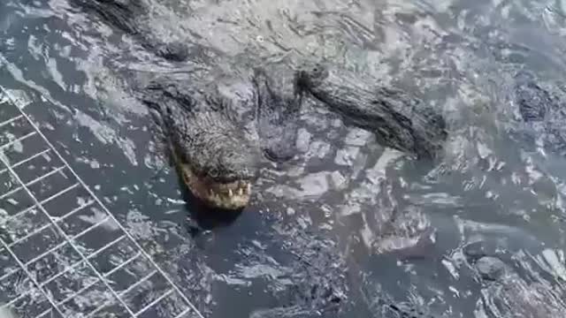 Alligators Wonder Who Is The Biggest Alligator