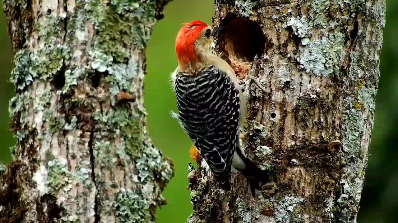 Do you like this bird?