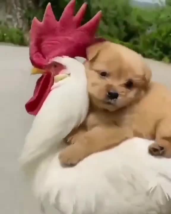 Puppy and Rooster #puppy #rooster #dog #puppies #dogs #fun