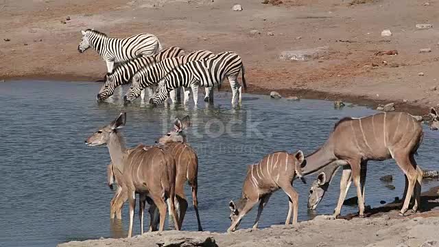 Animal zebra